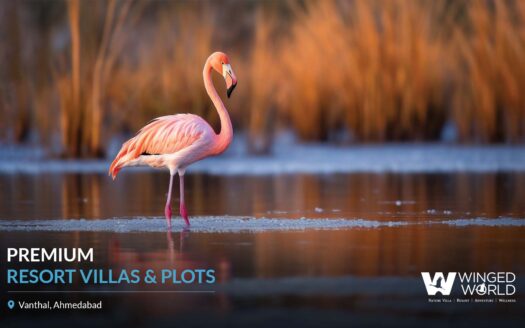 Winged World & Vanthal Plots in Ahmedabad – Affordable Land Investment with 14%